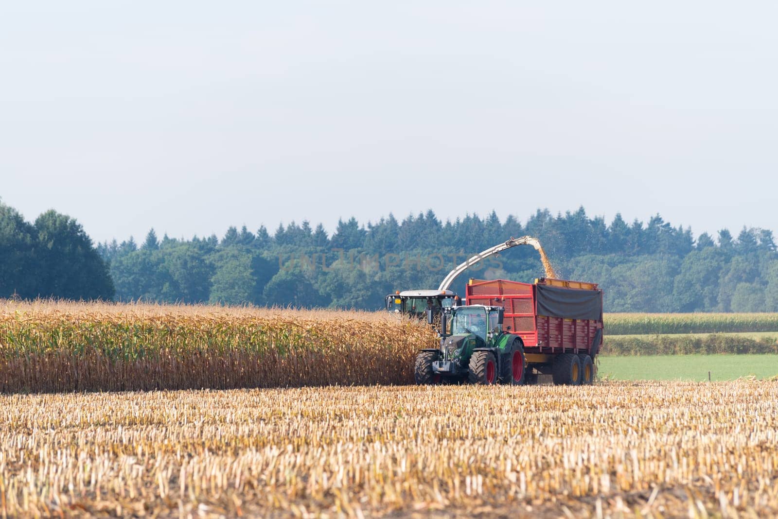 corn being harvested at the end of a long summer