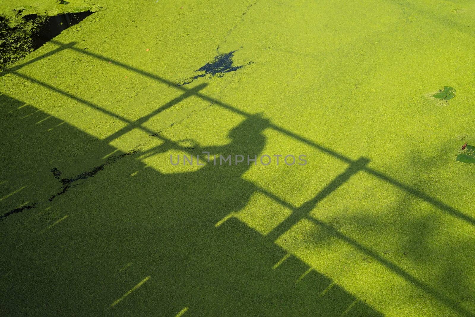 shadow of a bridge in a canal full with duckweed