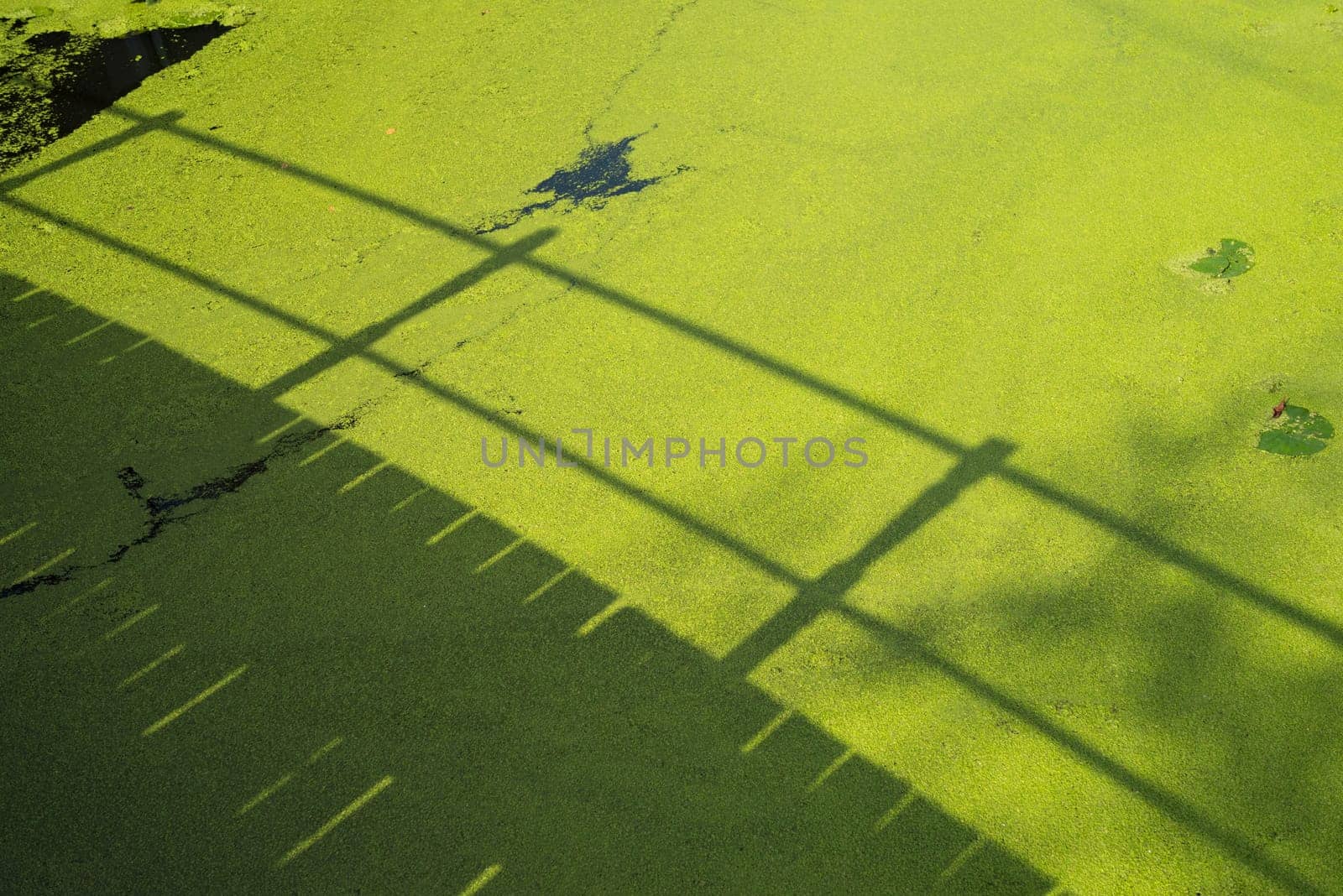 shadow of a bridge in a canal full with duckweed