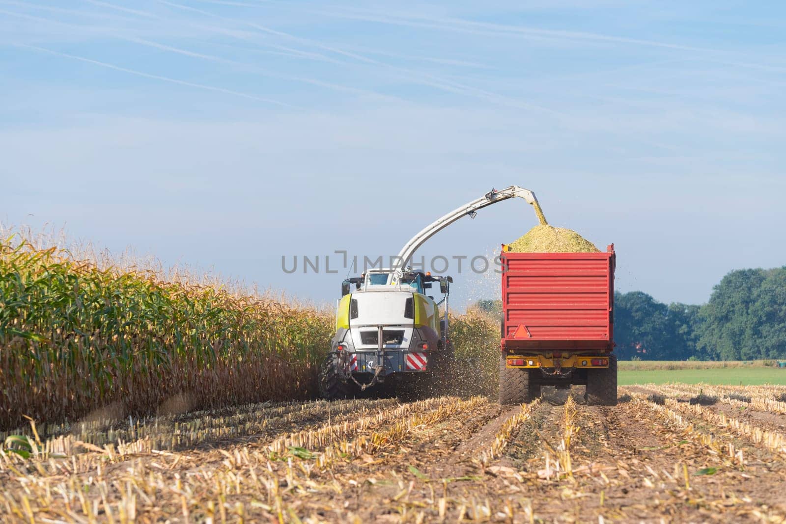 corn being harvested at the end of a long summer