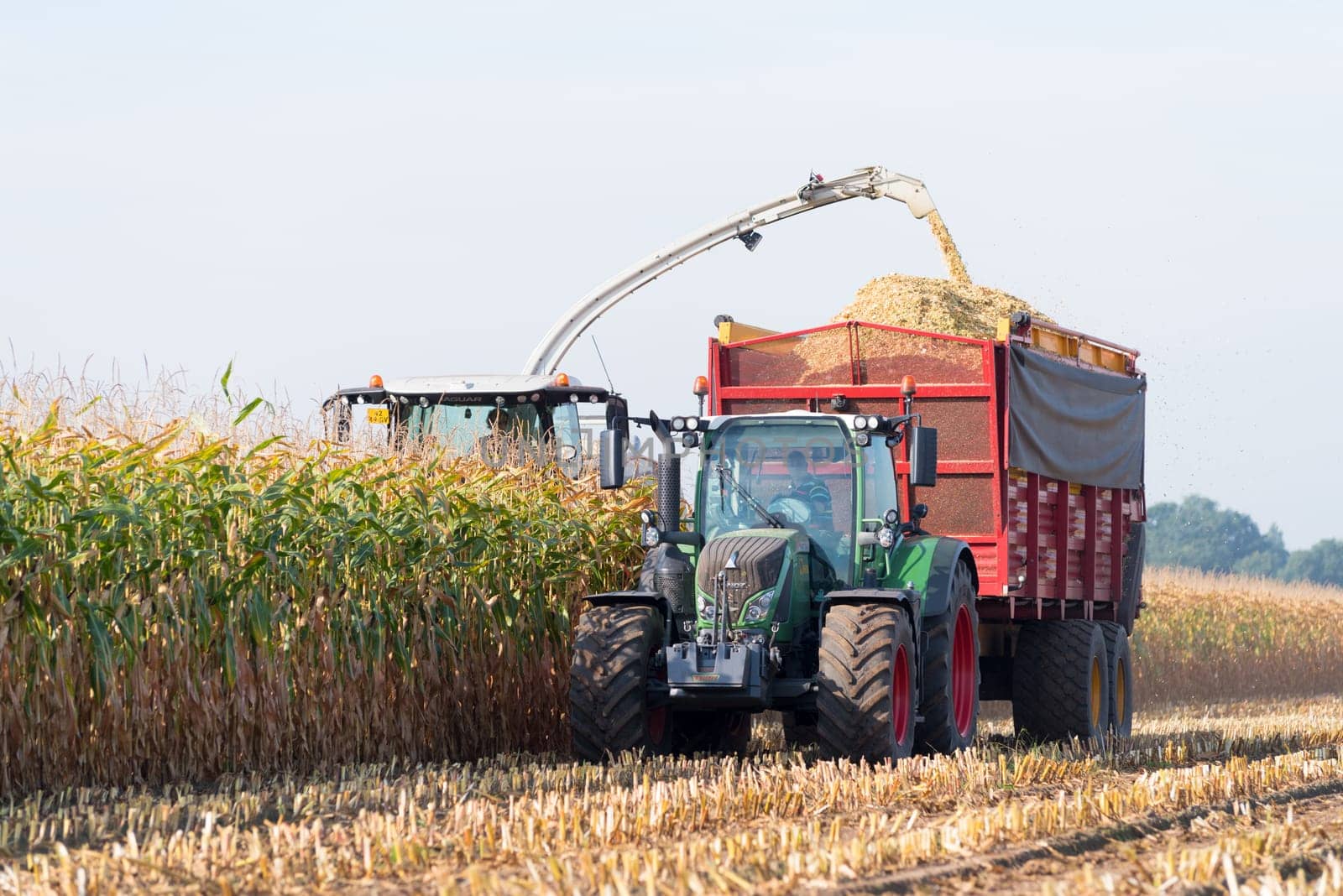 corn being harvested at the end of a long summer