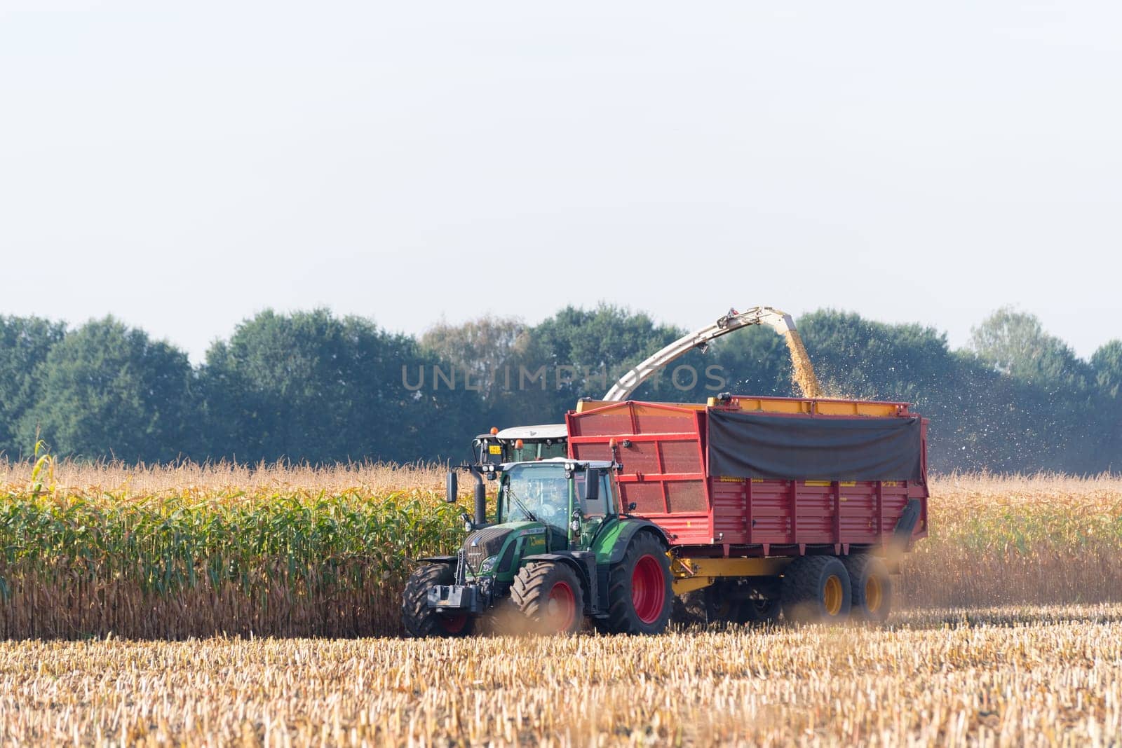corn being harvested at the end of a long summer