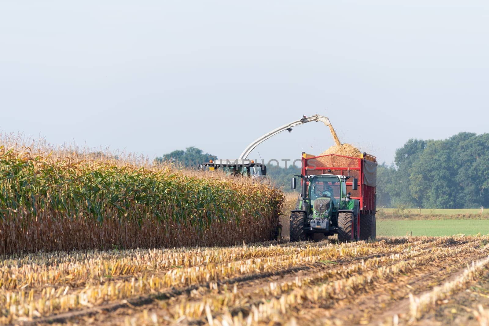 corn being harvested at the end of a long summer