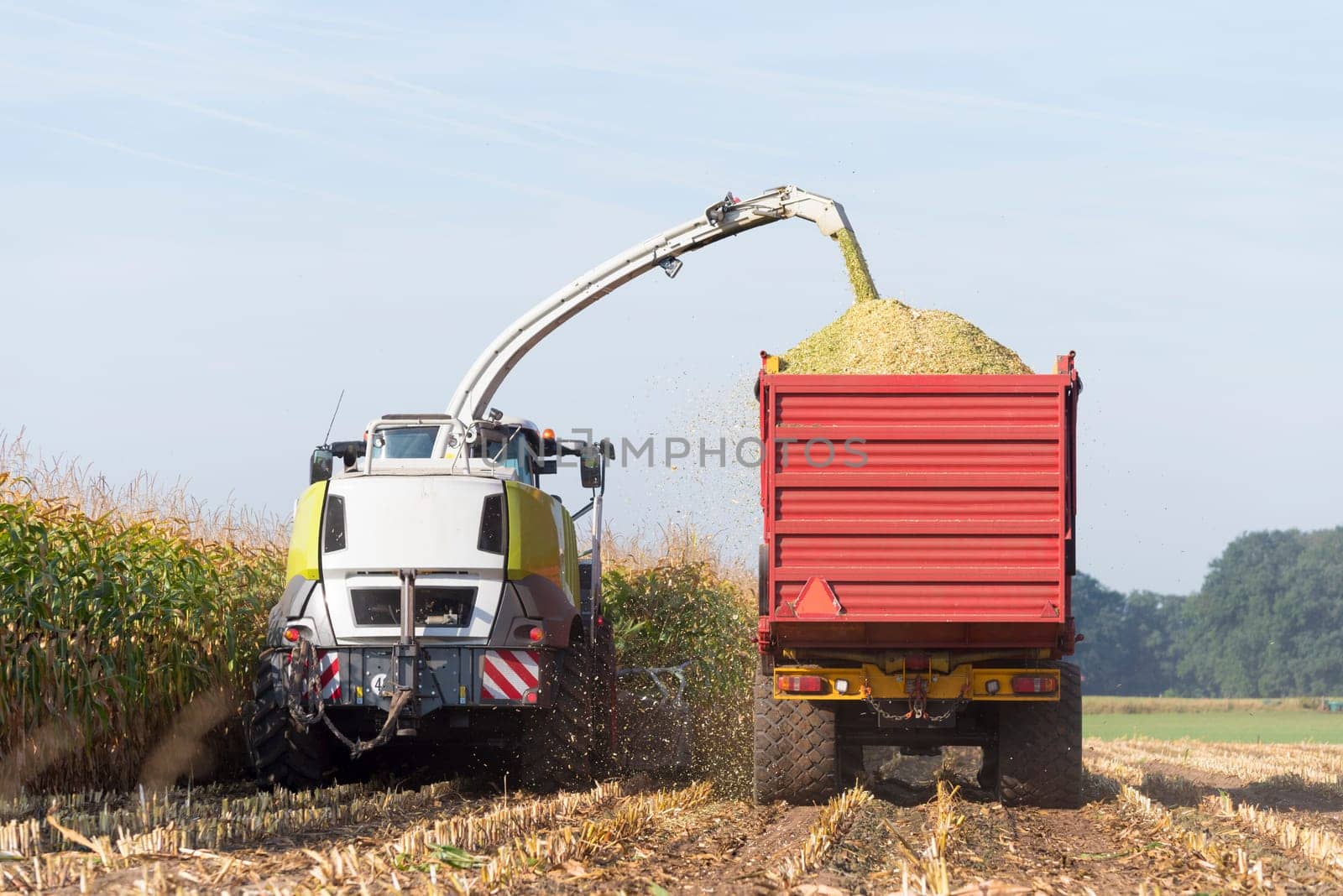 corn being harvested at the end of a long summer