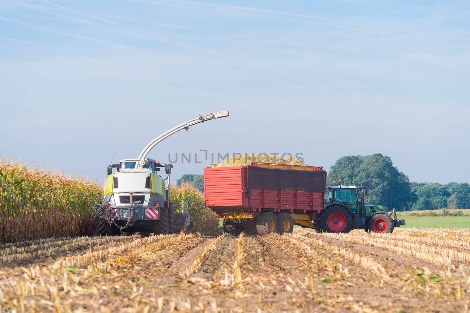 corn being harvested at the end of a long summer