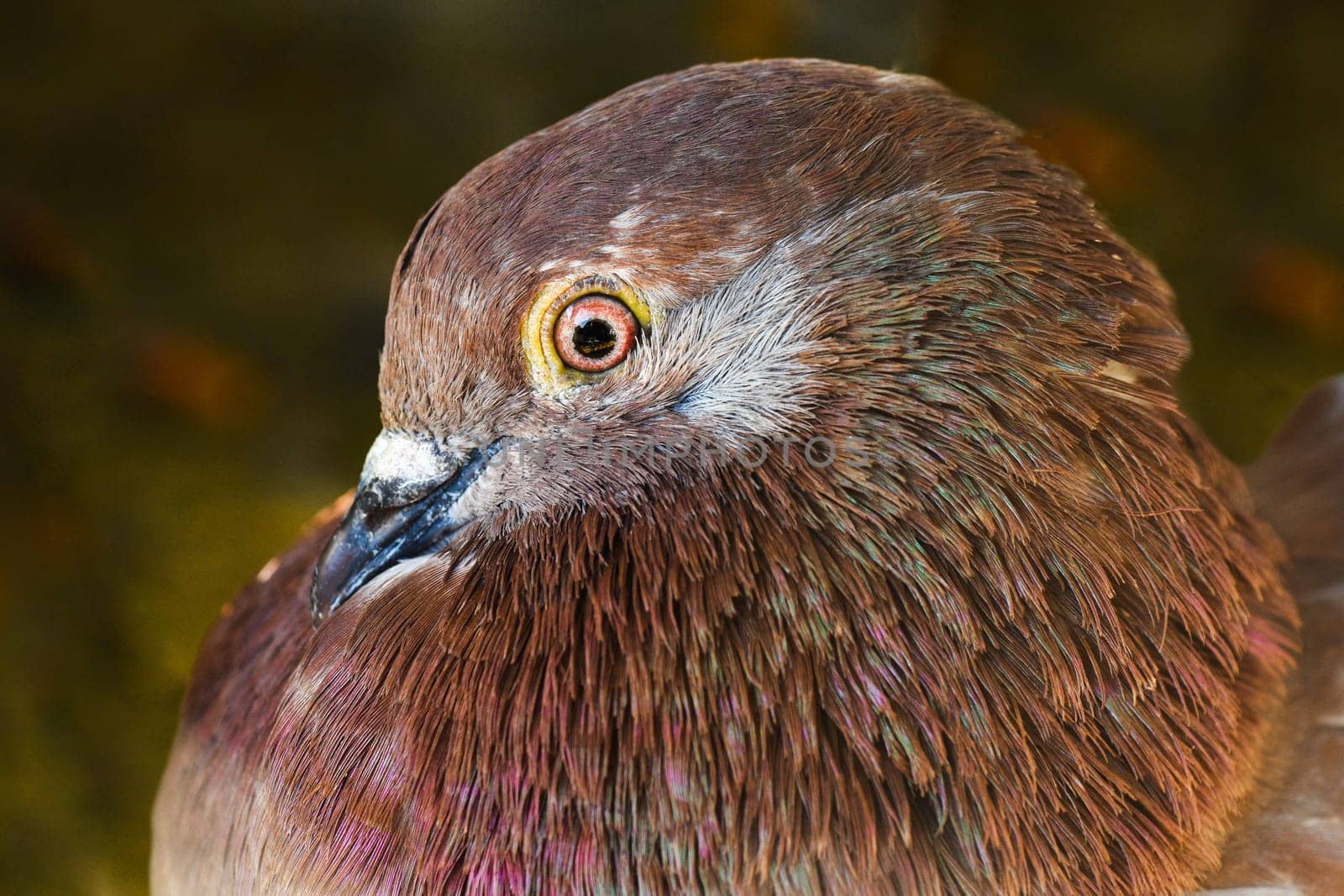 Portrait about a brown domestic dove on green background.
