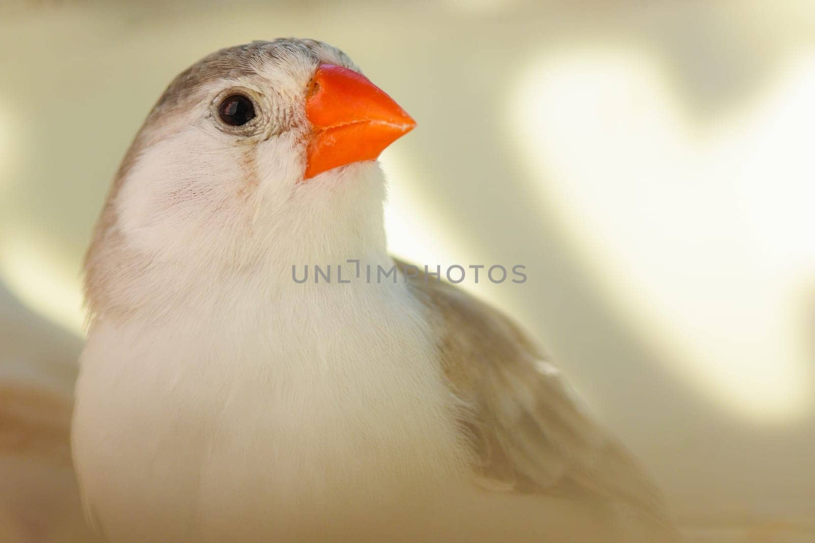 Little finch bird, songbird.