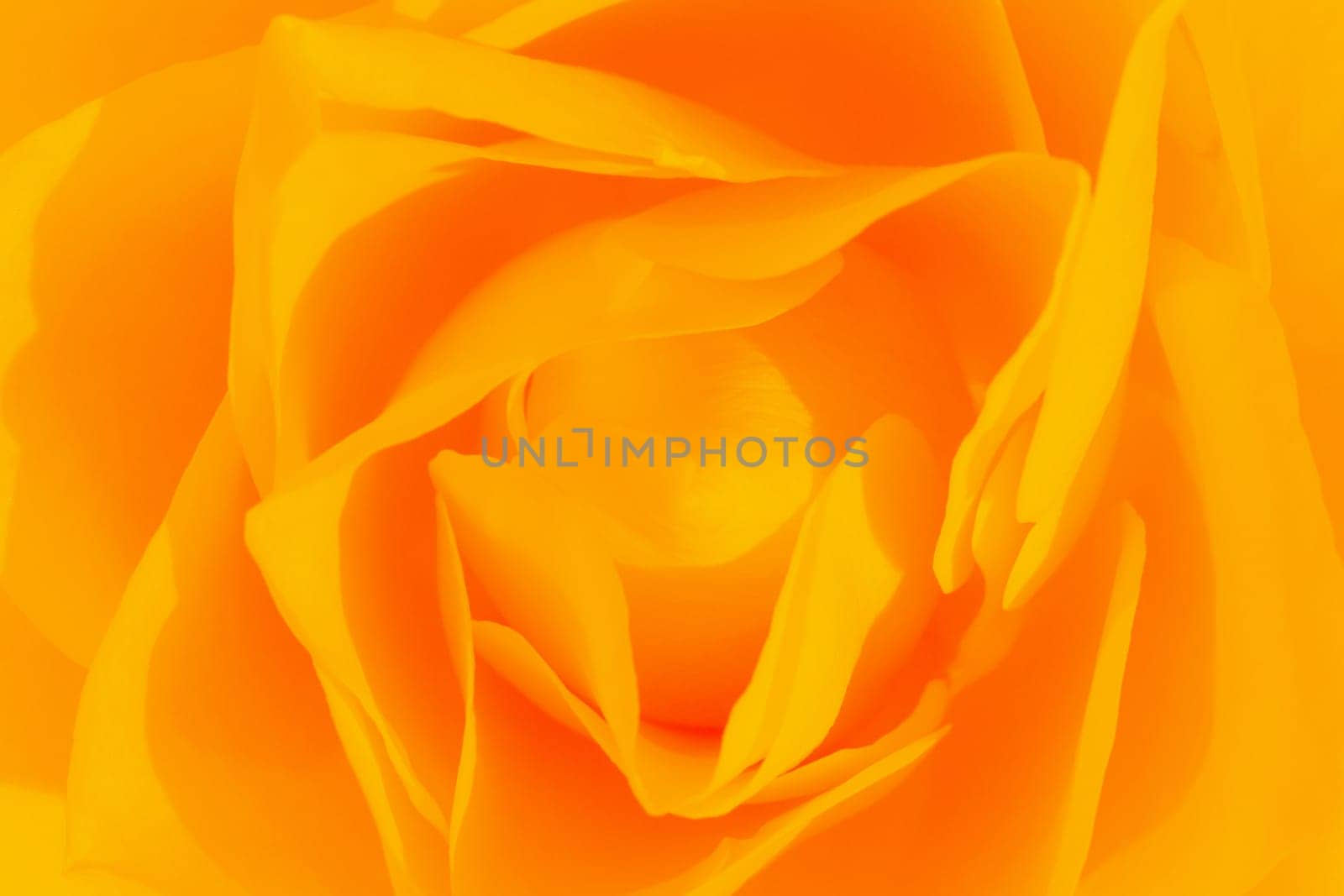 Close-up photo about a beautiful yellow rose.