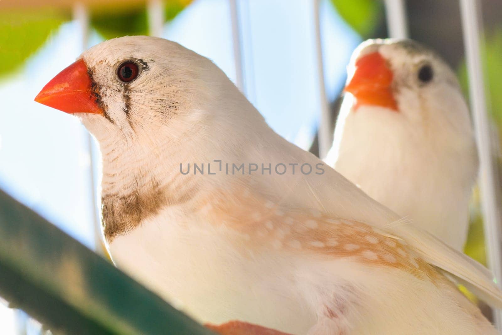 Two little songbirds, finches are in cage.