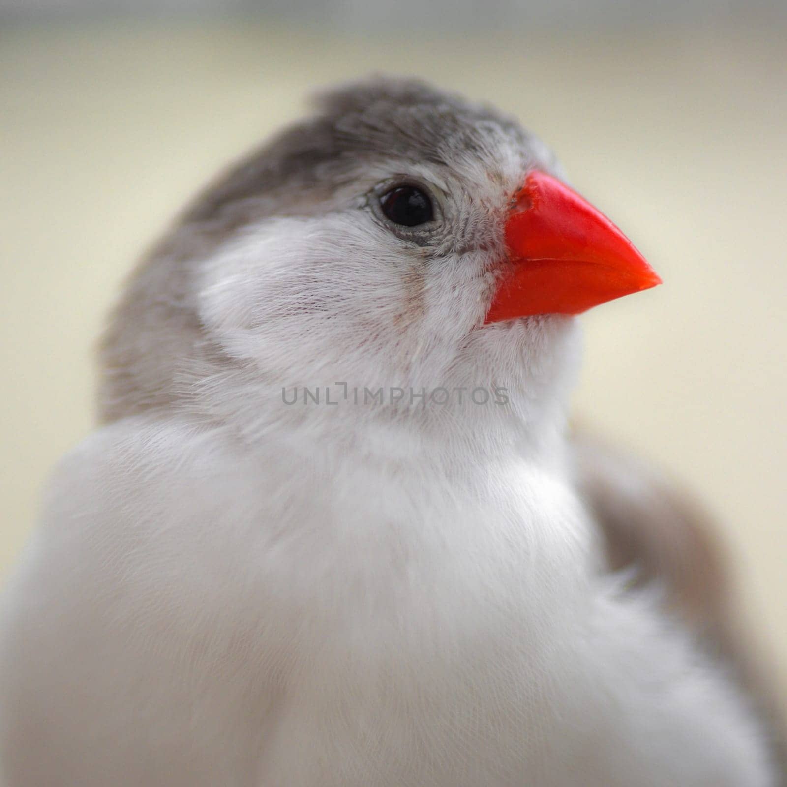 Portrait about a little cute songbird, about the finch.