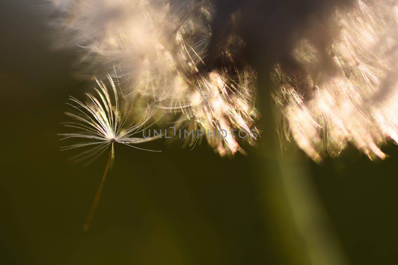 Close-up photo about a dandelion in autumn.