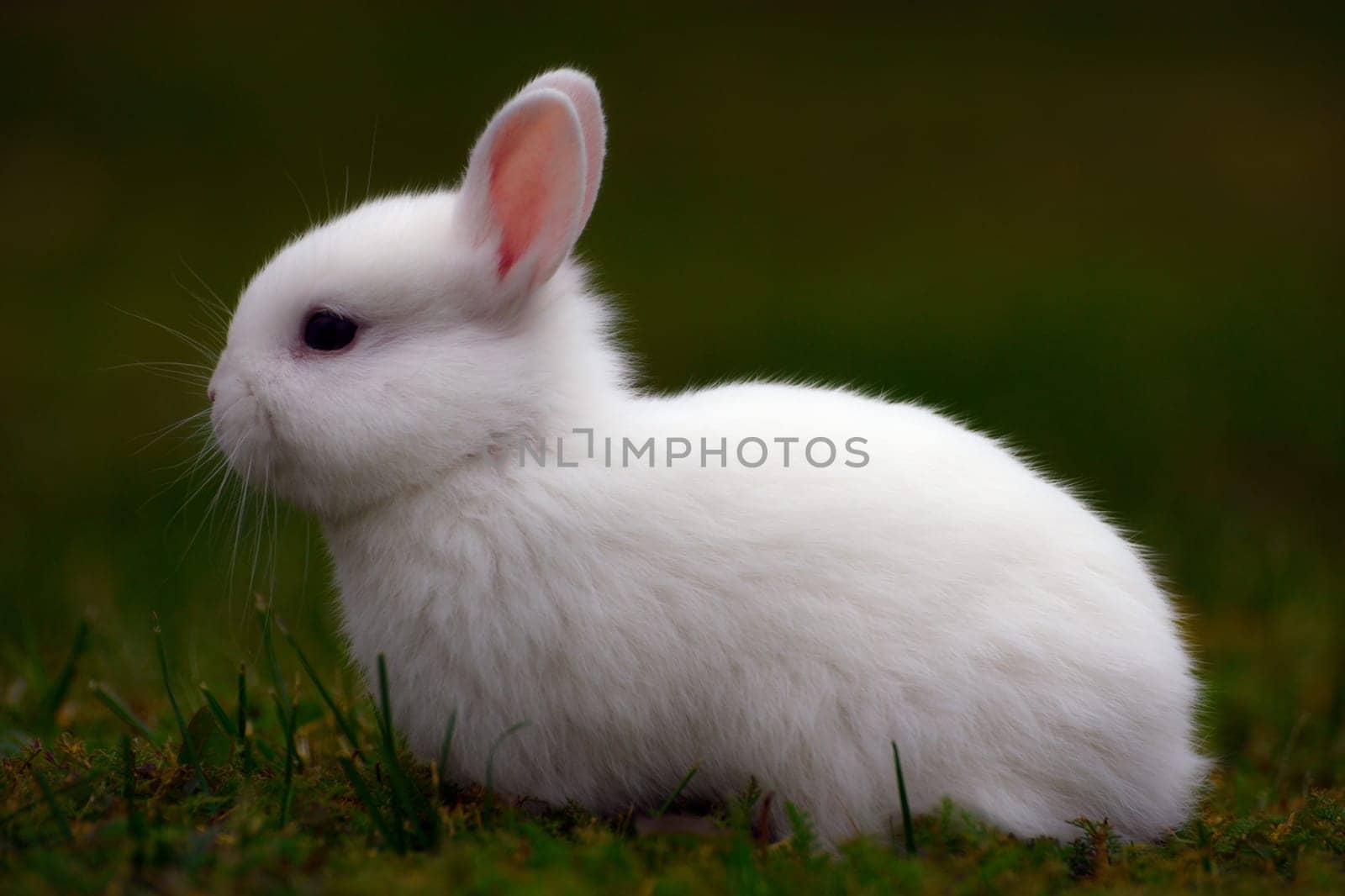 White cute bunny is sitting in the grass.