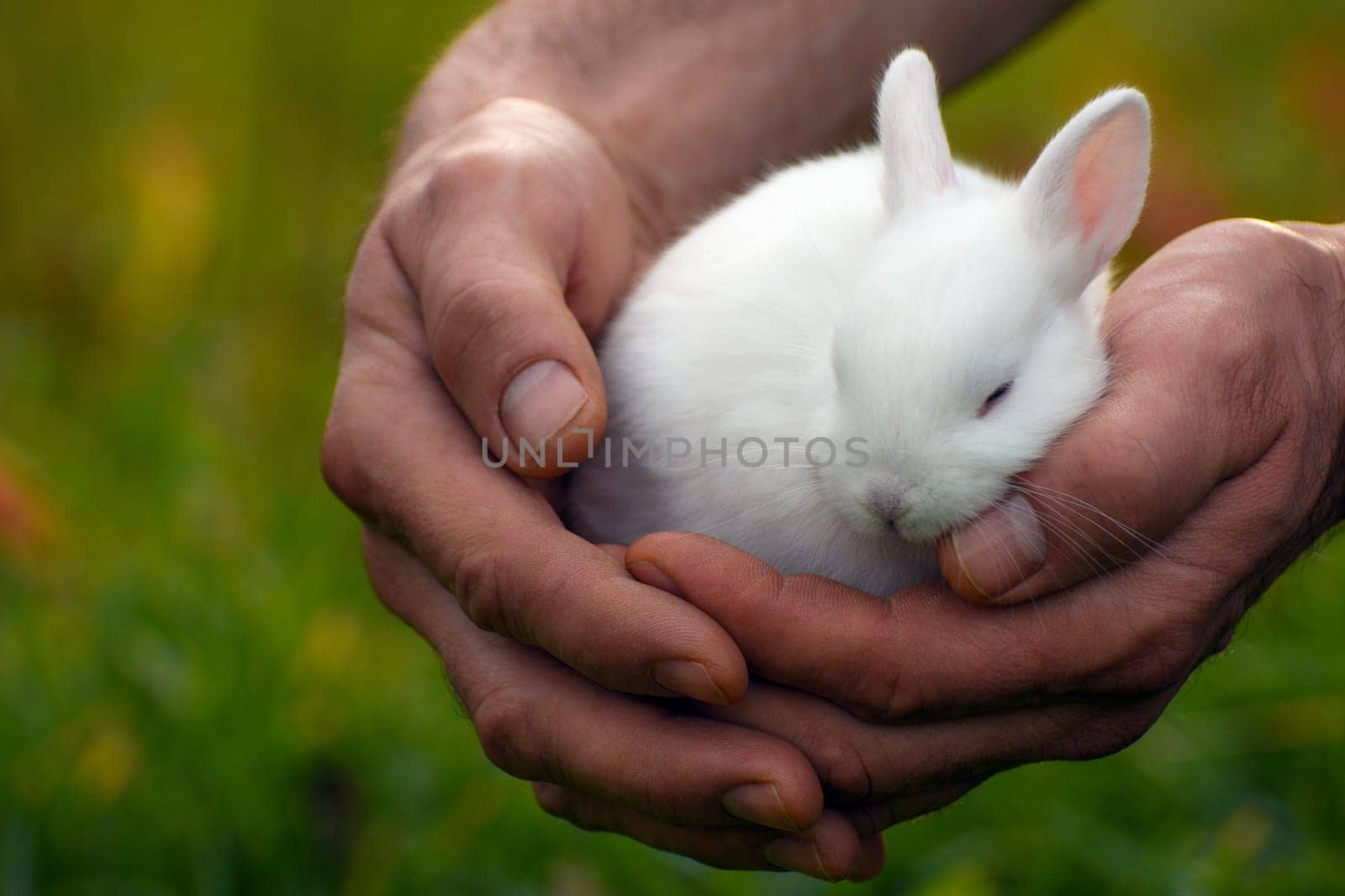 Cute white bunny is sleeping in male hands on green background.