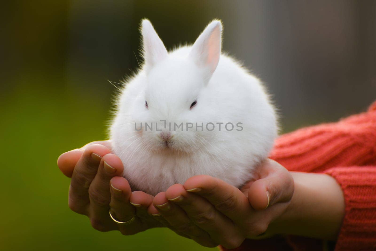 Cute white bunny is sitting on female hands.
