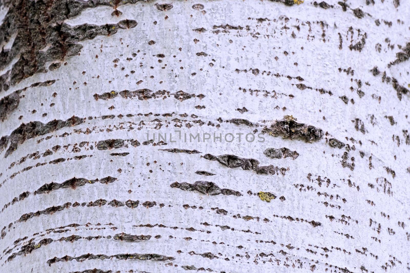 Birchbark
