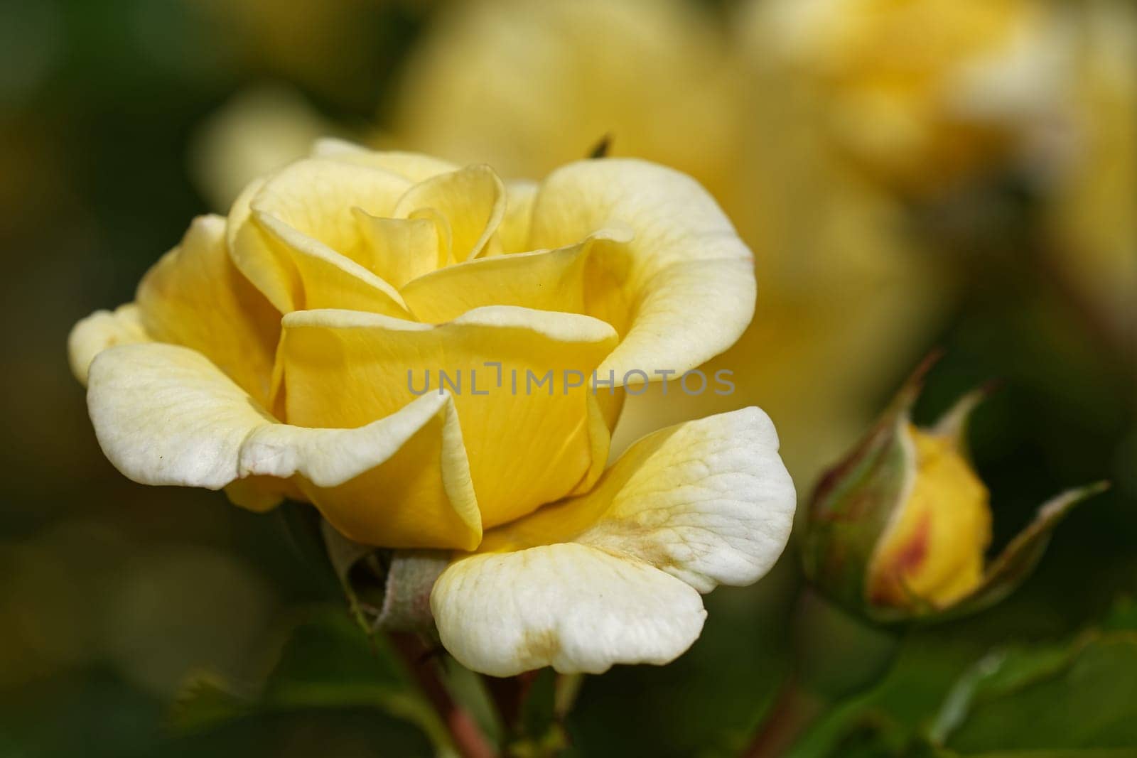 Bed rose