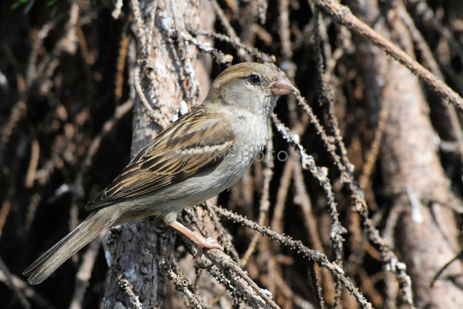 House sparrow