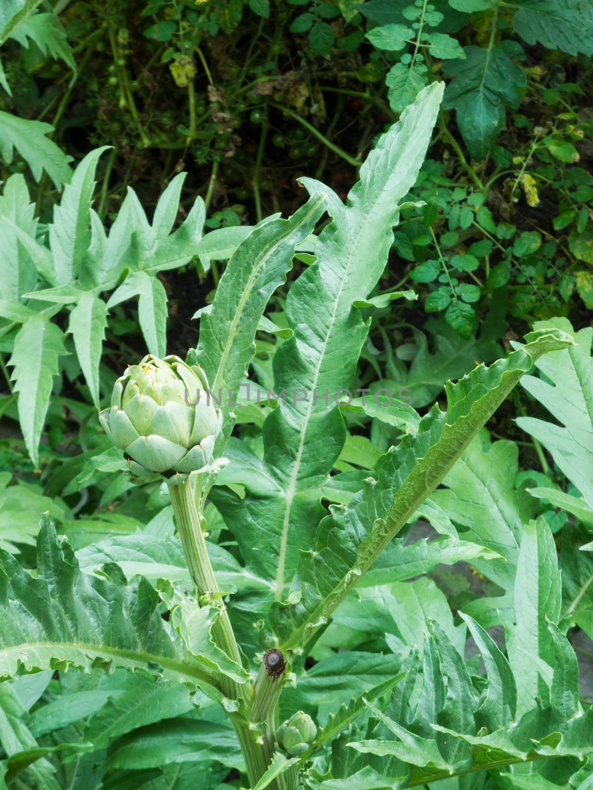 Artichoke plant (Cynara cardunculus) with leaves and fruit standing in a garden.