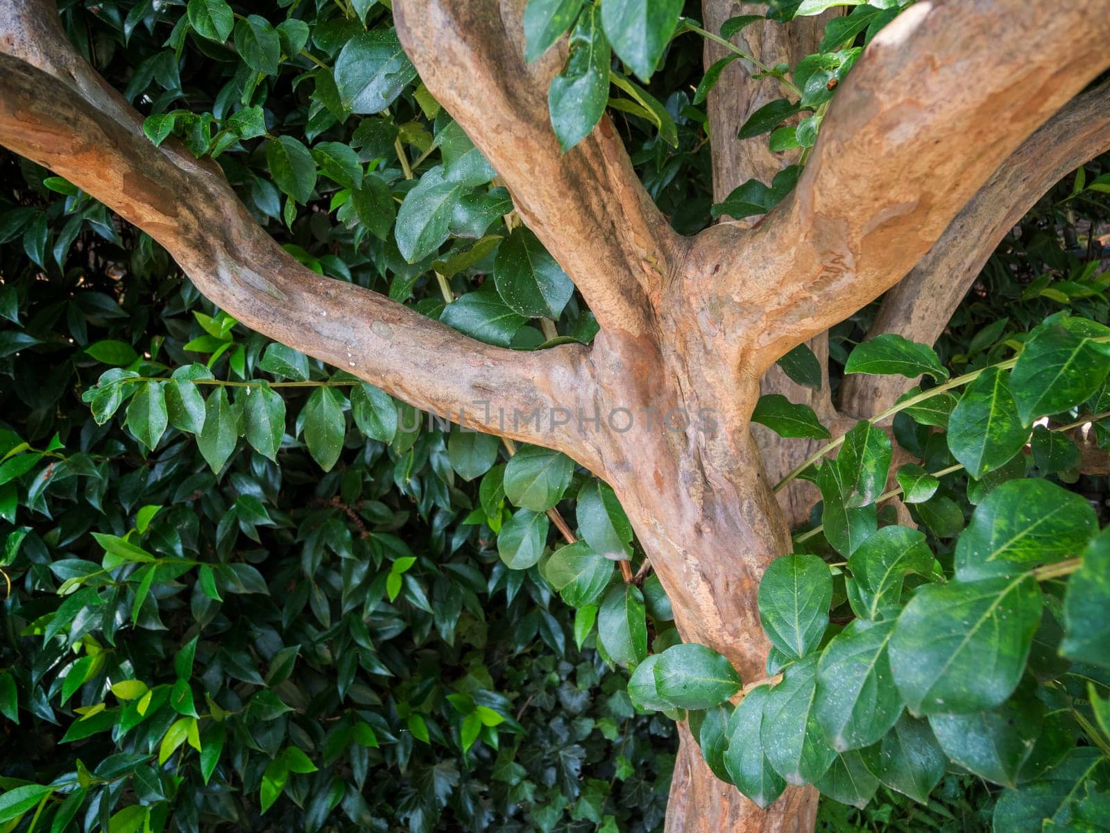 Branching of an Indian lager current (Lagerstroemia indica),also called crepe myrte or monkey slide tree,with green foliage. Location: Merano / South Tyrol / Italy