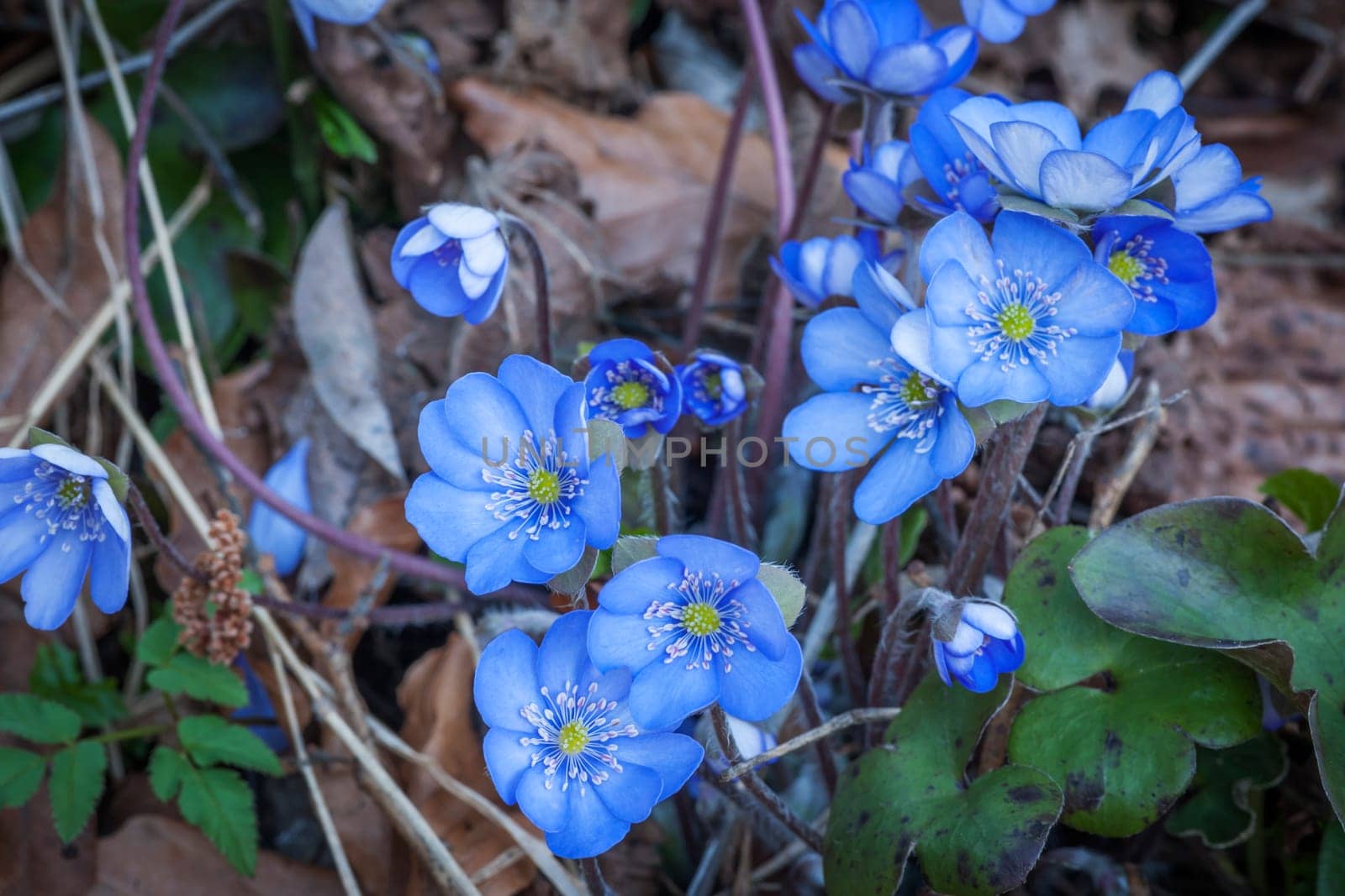 Several flowers of the herbaceous growing common liverwort (Hepatica nobilis). Location: East Allgäu near the town of Füssen