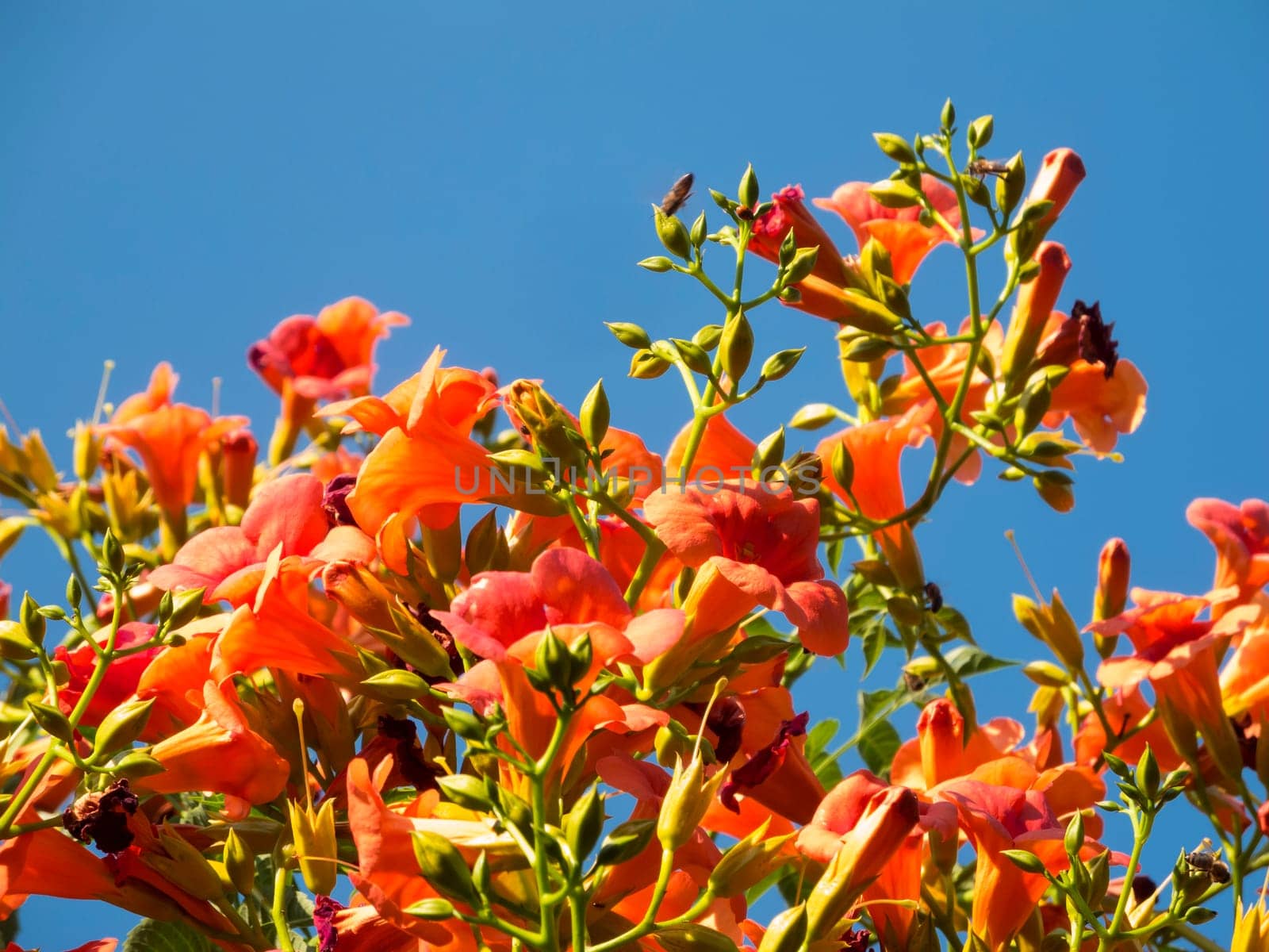 Trumpet flower bush in front of a blue sky.