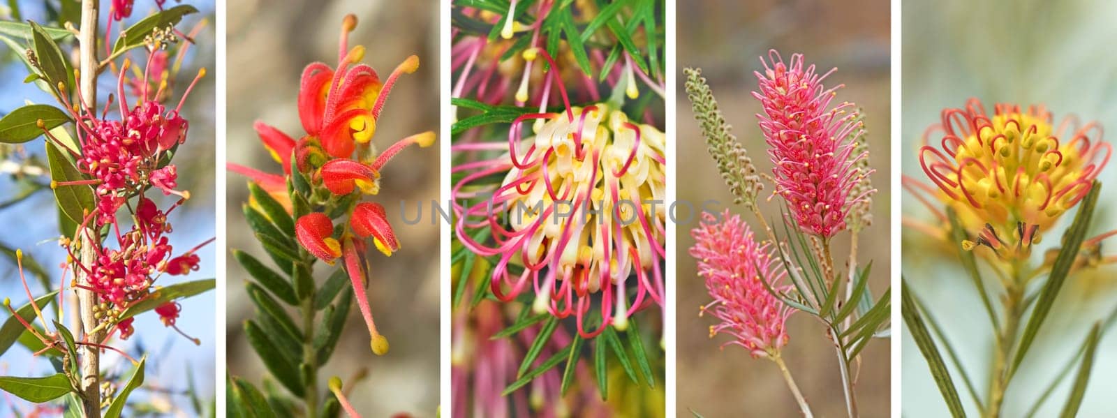 Panorama banner of spring and winter spring, winter, flowers of Australian native  Grevillea wildflowers