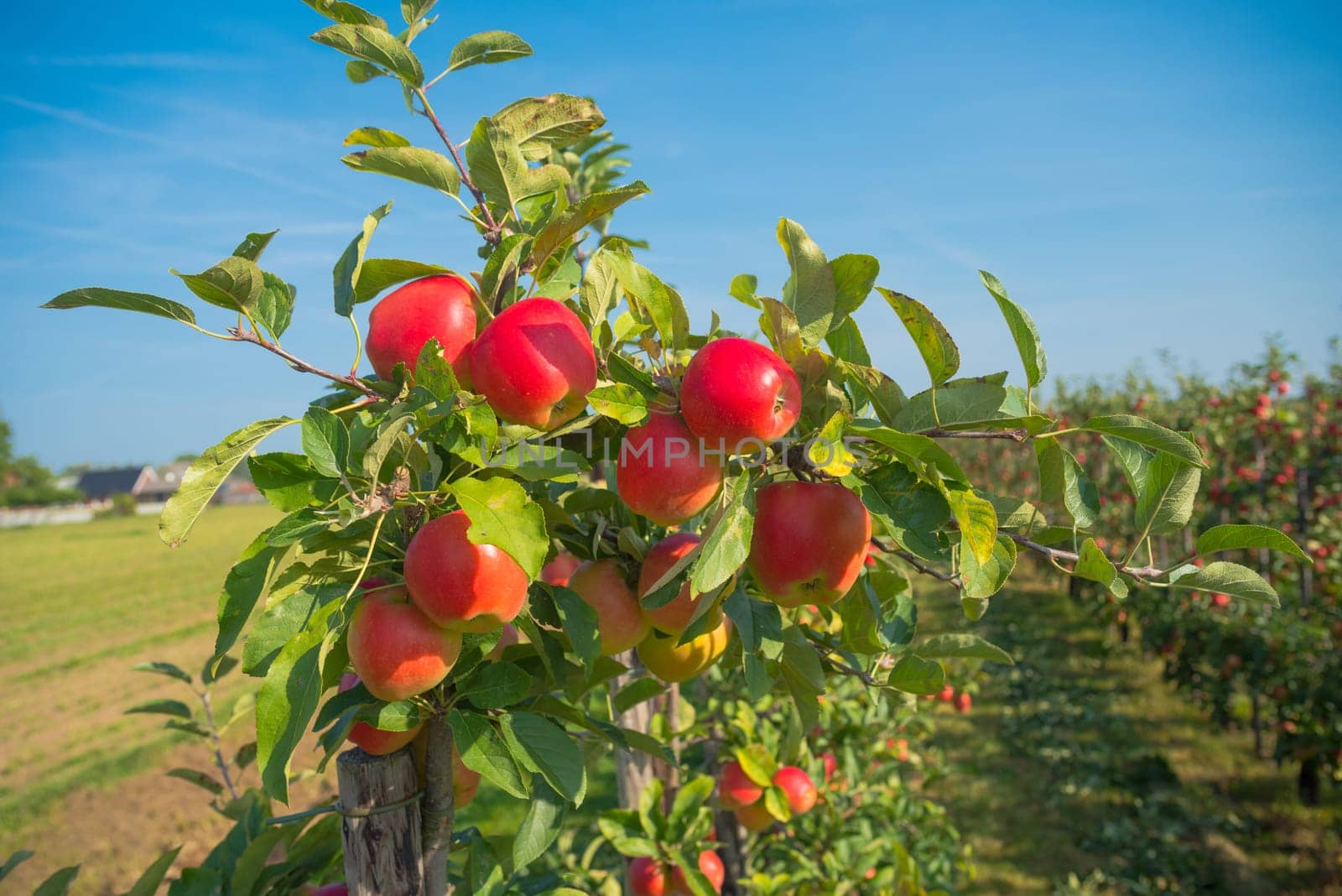 trees full with ripe red apples in the netherlands