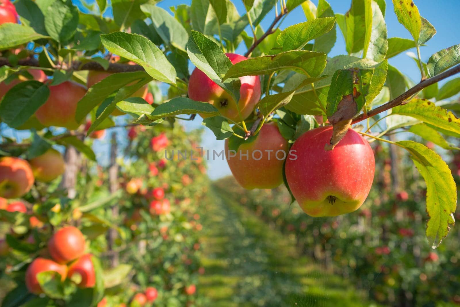 trees full with ripe red apples in the netherlands