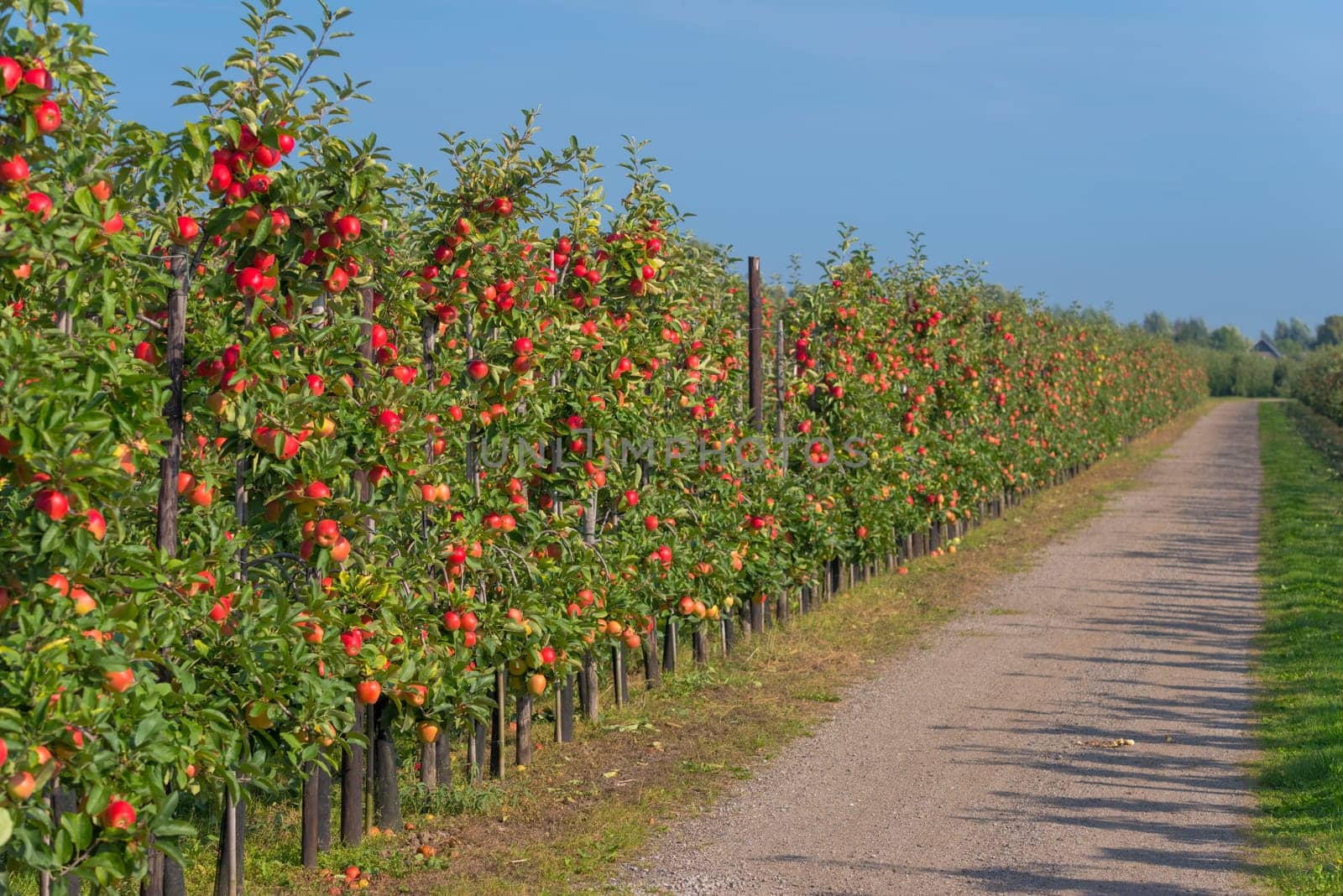 trees full with ripe red apples in the netherlands