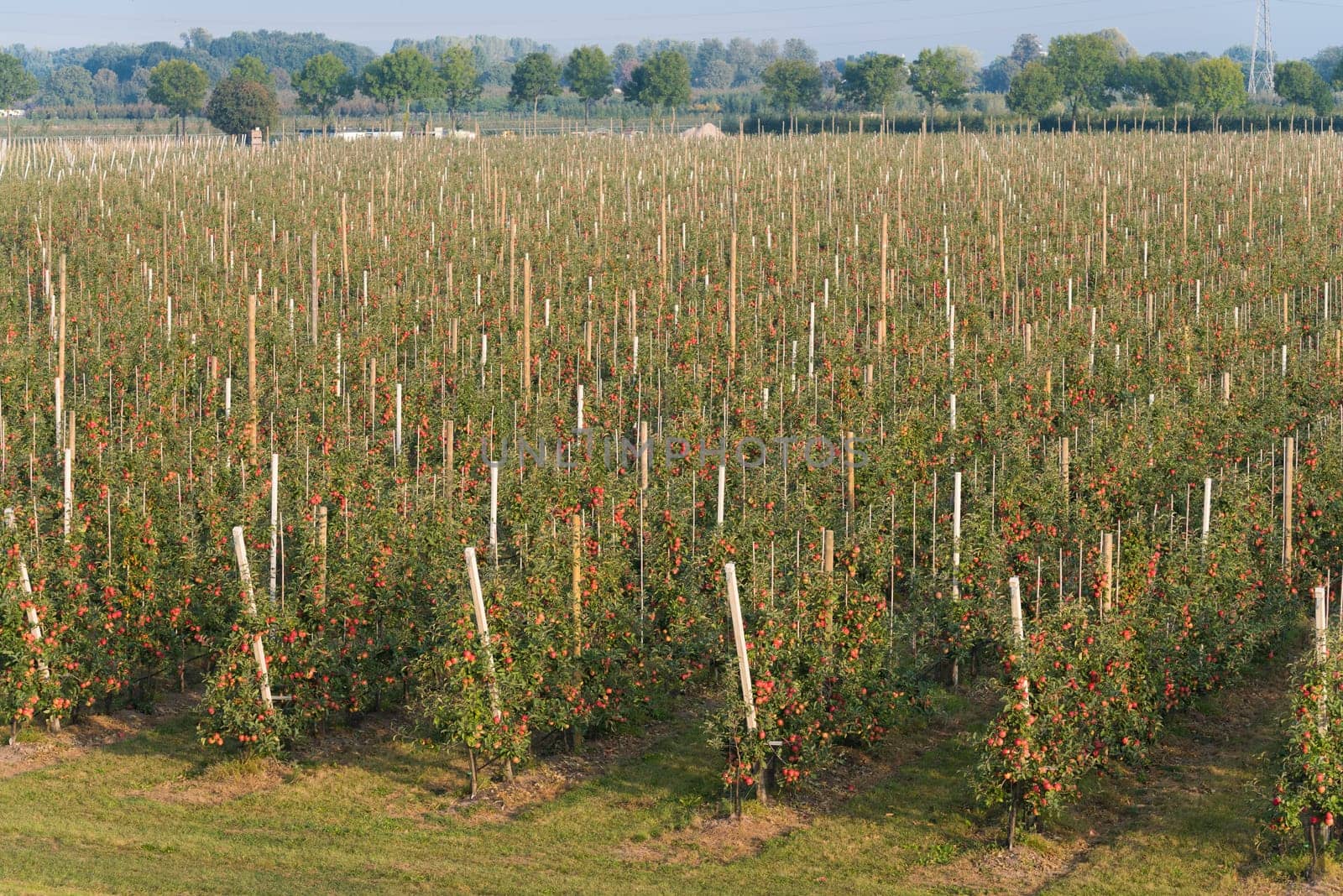hundreds of apple trees in an orchard