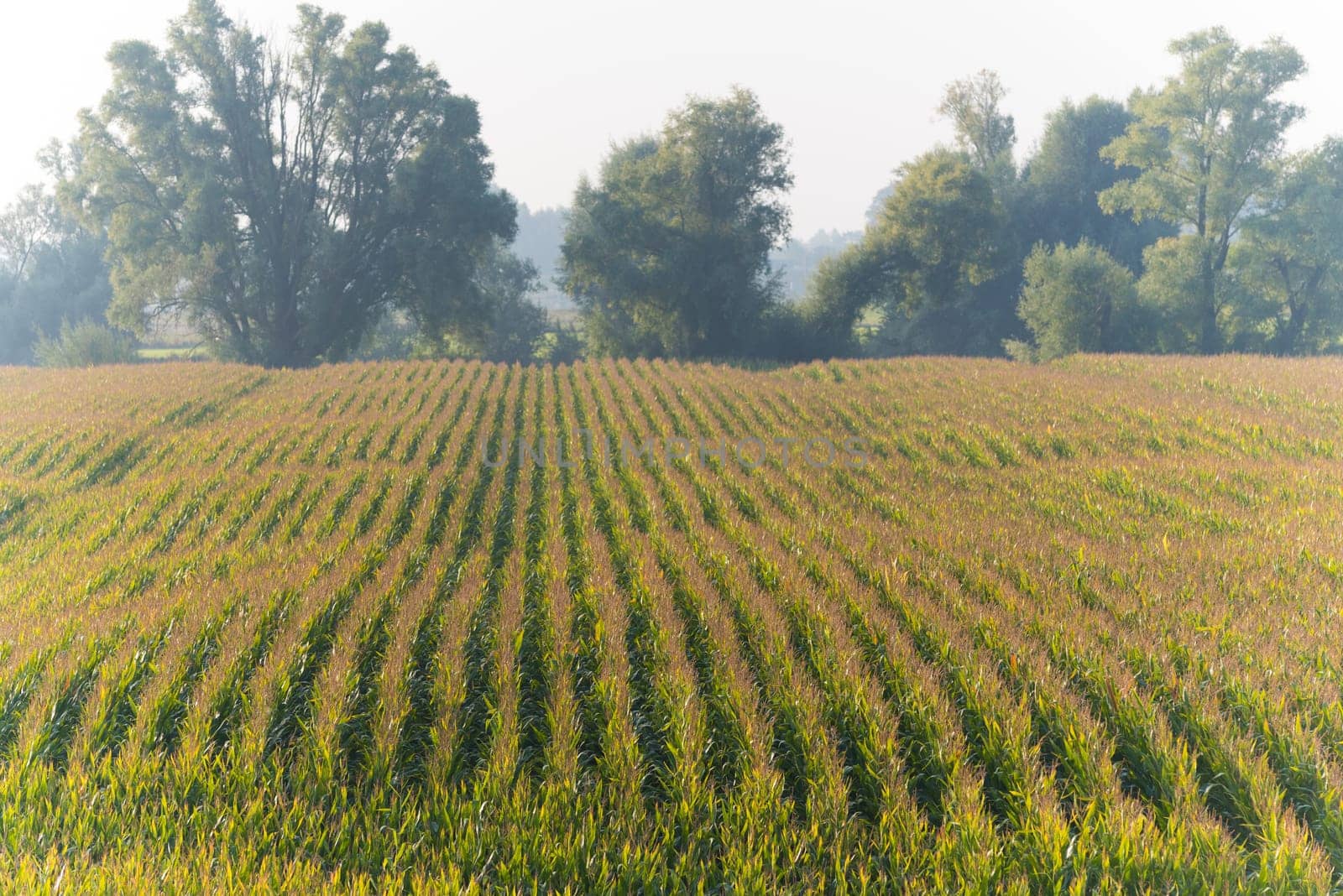 field with ripe corn in the netherlands