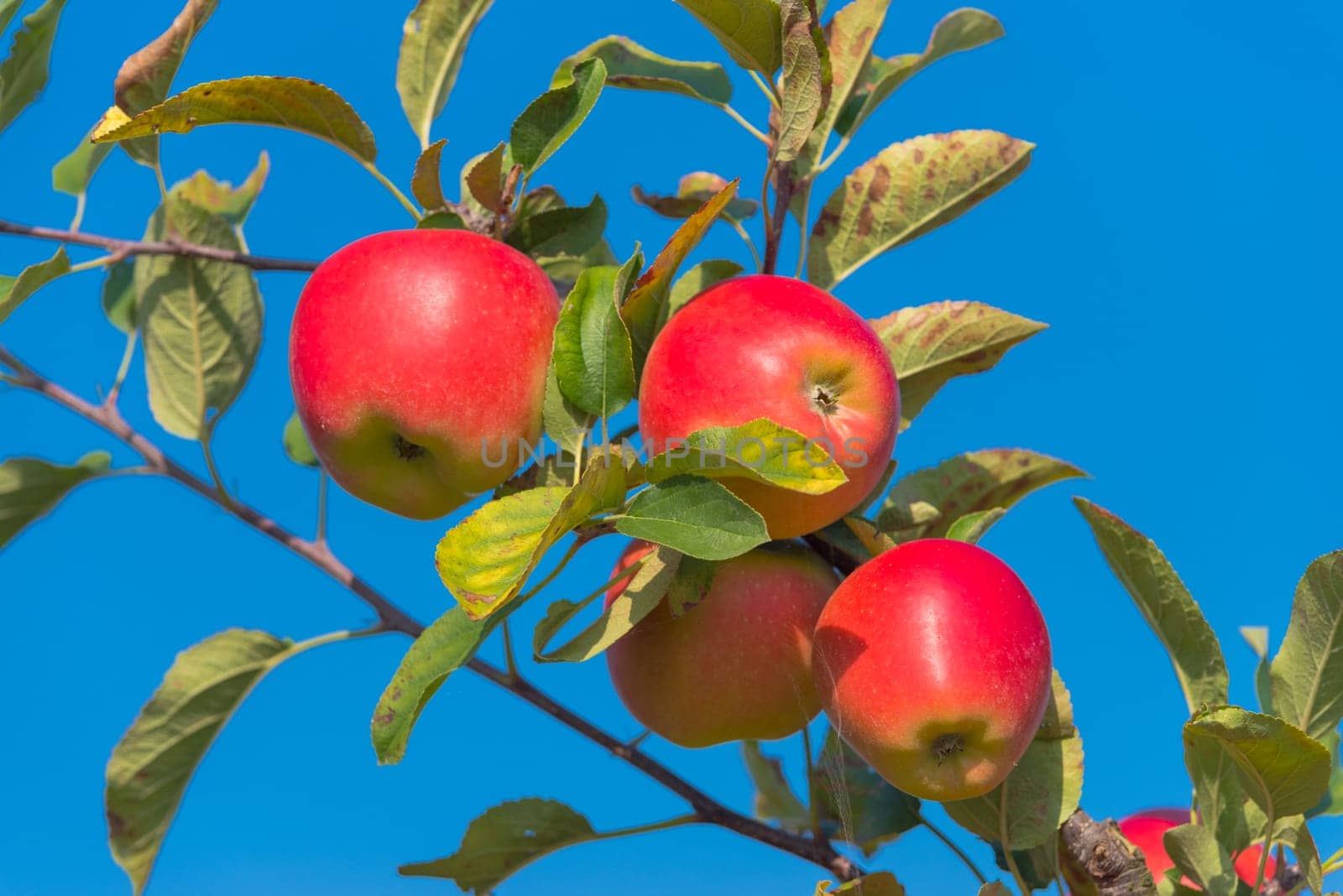 trees full with ripe red apples in the netherlands