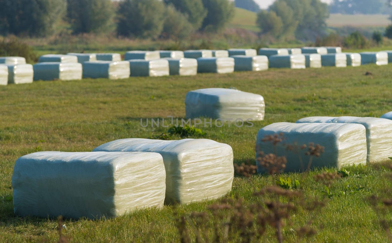 meadow with plastic wrapped square hay bales