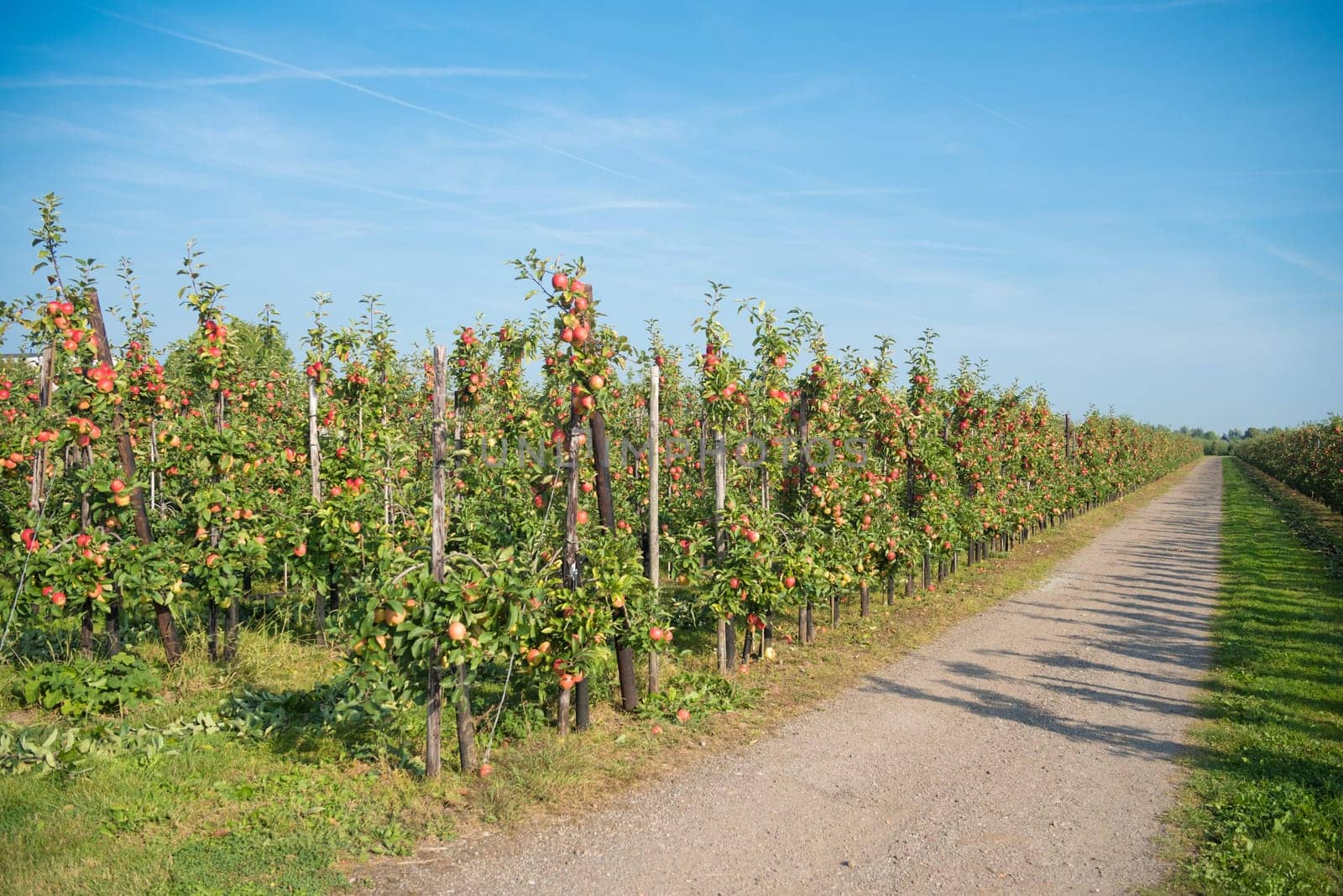 trees full with ripe red apples in the netherlands