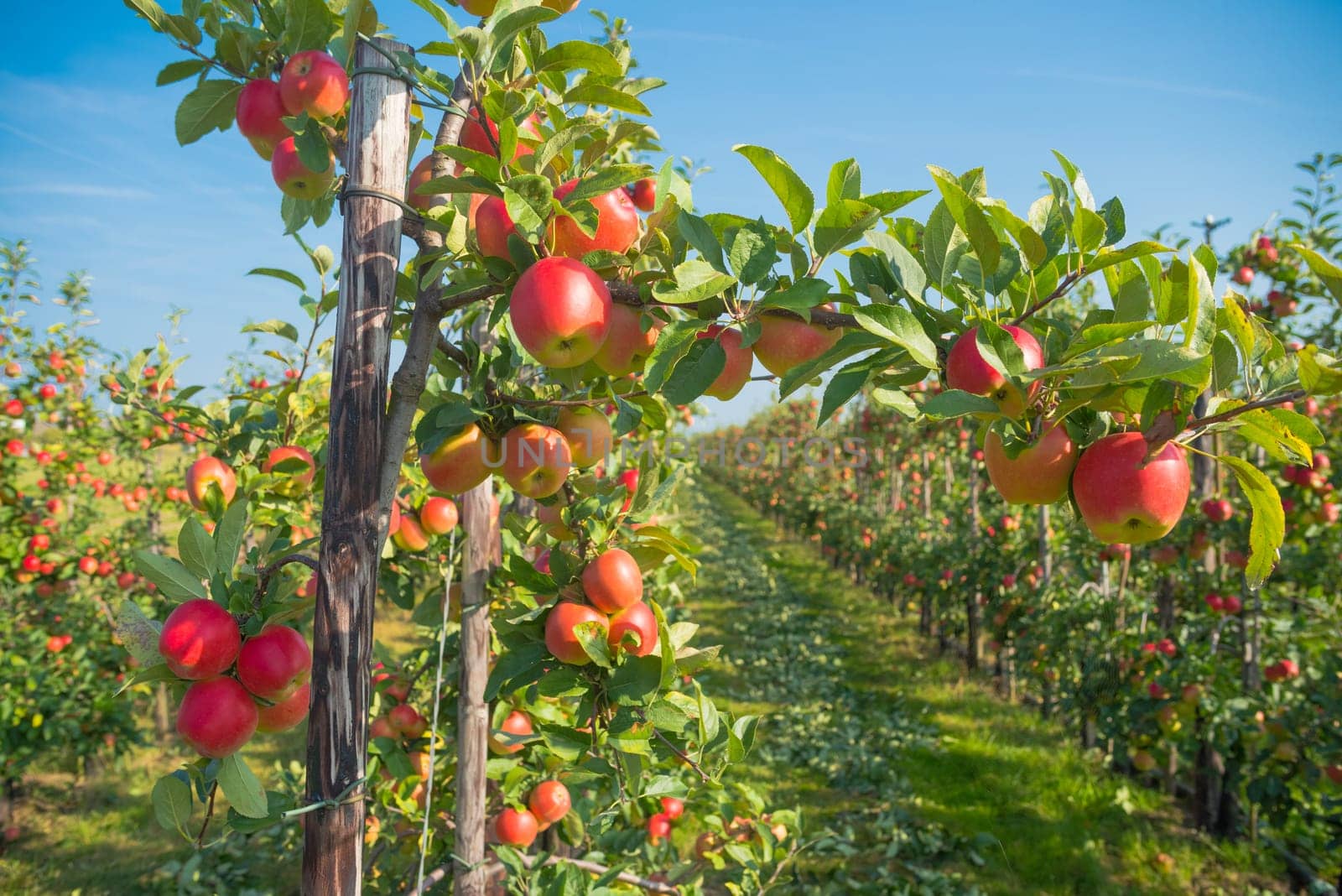 trees full with ripe red apples in the netherlands