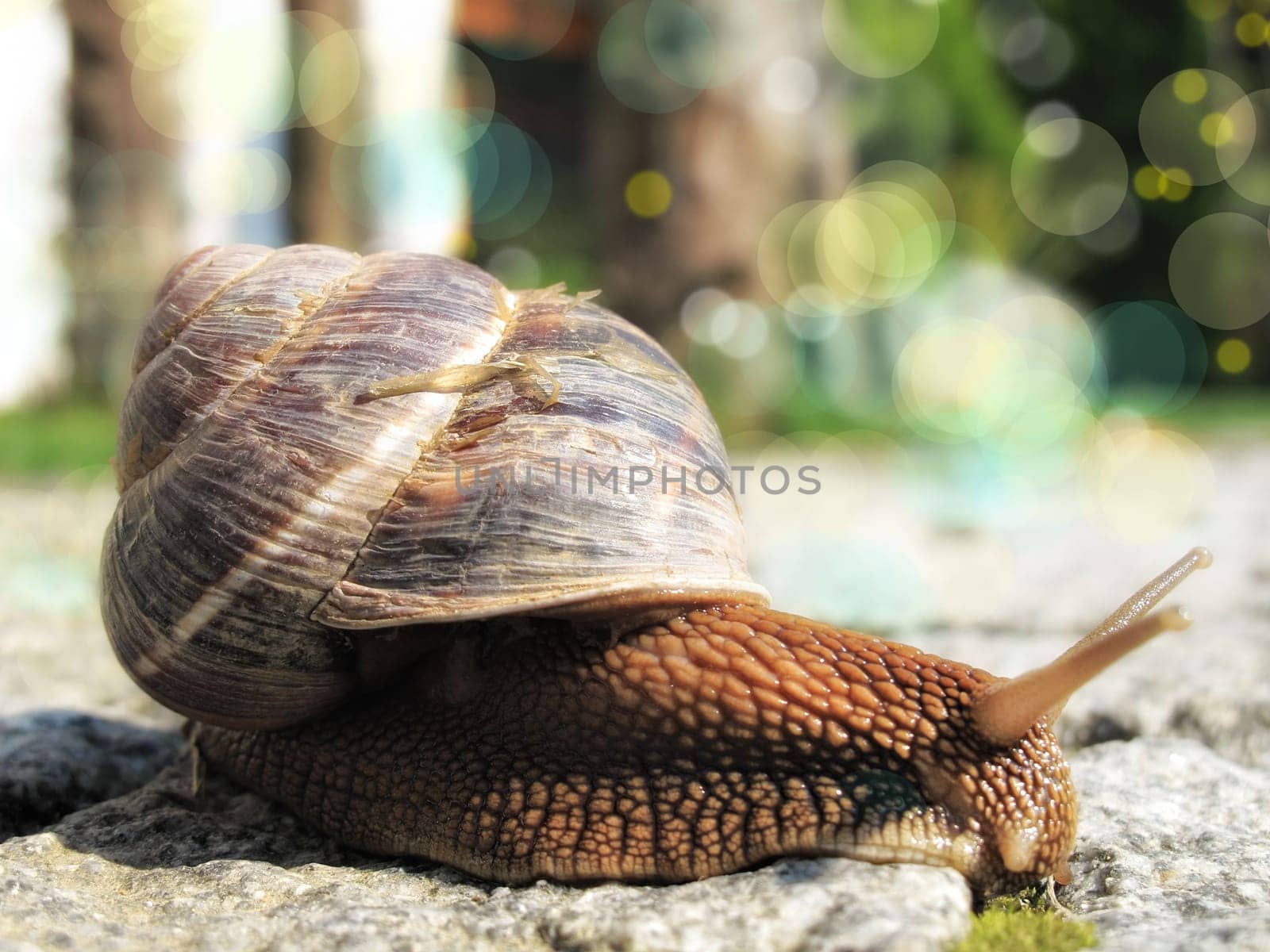 close up shot of snail on the road