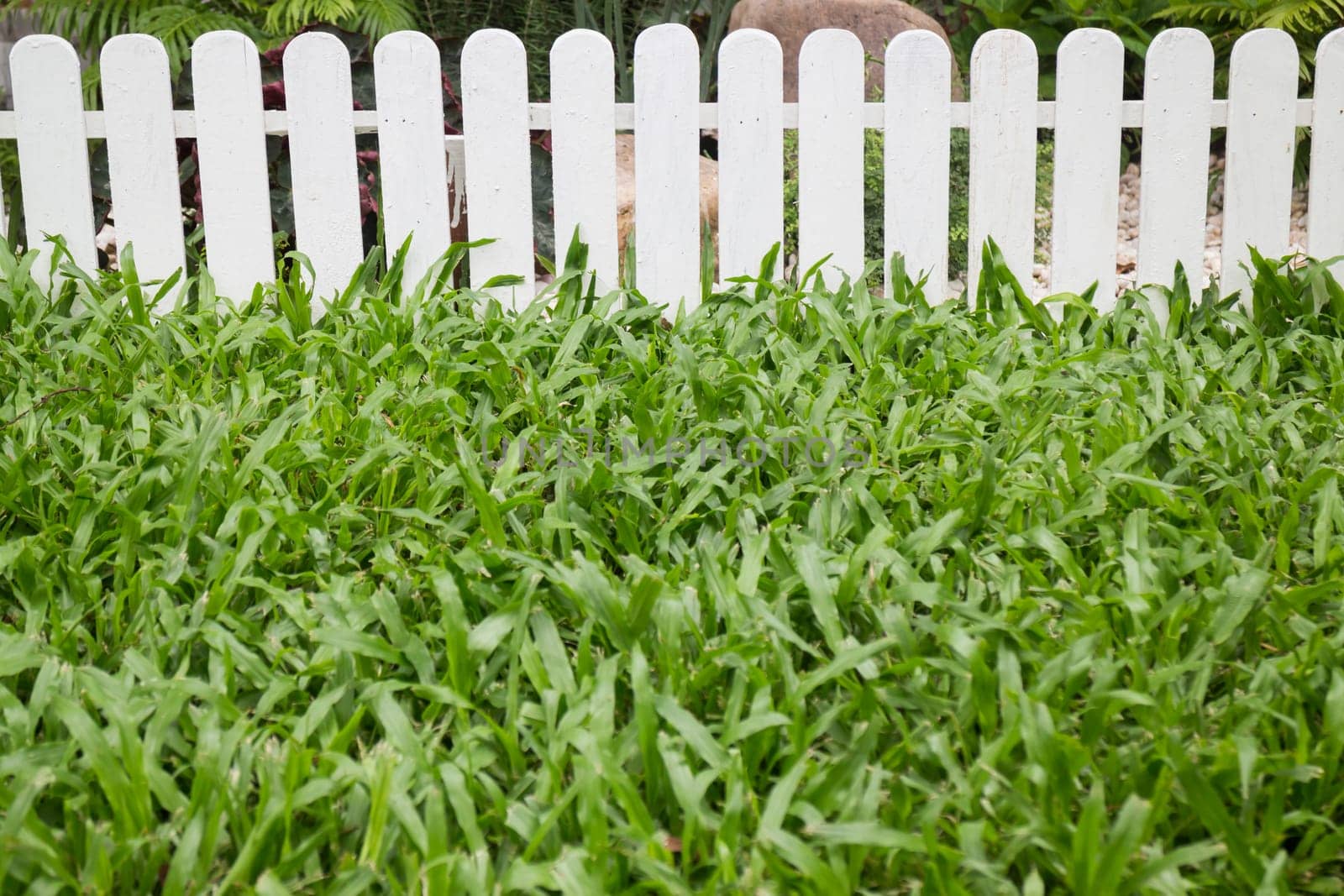 Beautiful green garden at home, stock photo