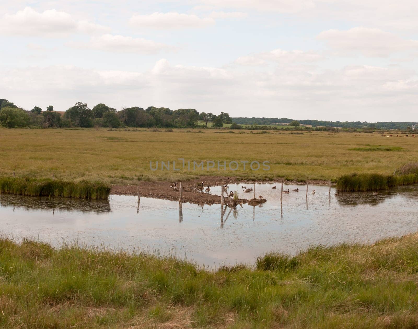a group of birds goose canadian and bean resting in a paddock on a river english countryside