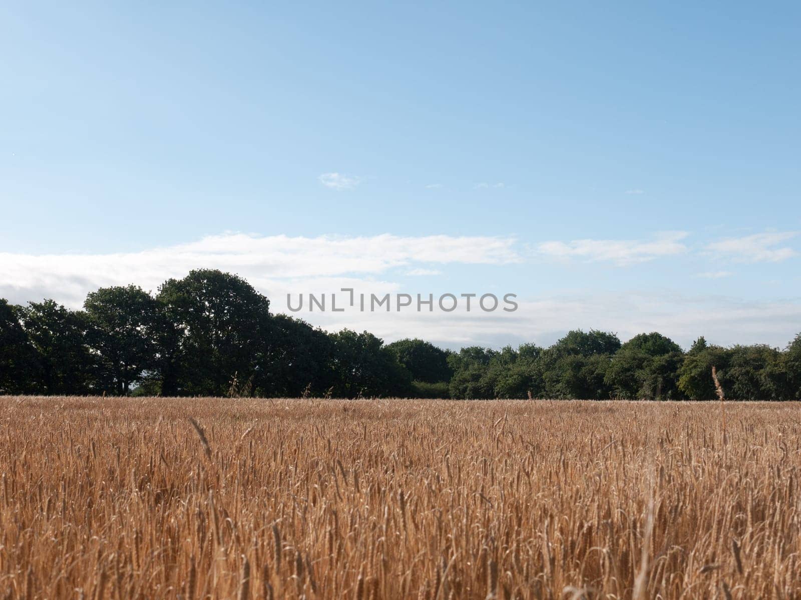 field of golden grass wheat in summer wivenhoe essex england uk