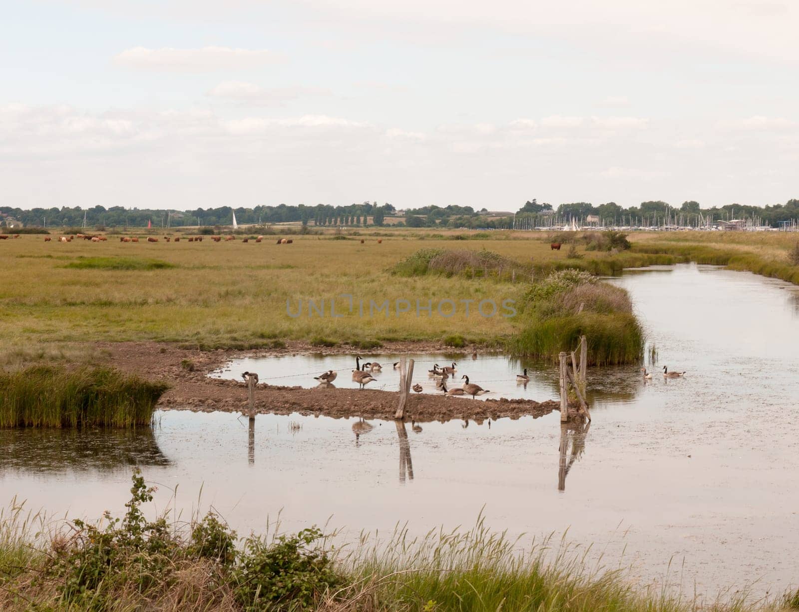 a group of birds goose canadian and bean resting in a paddock on a river english countryside