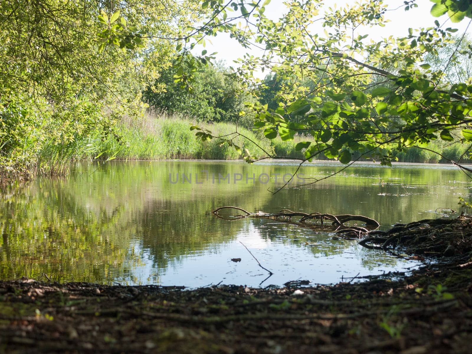 close up surface of lake at edge serene uk essex england