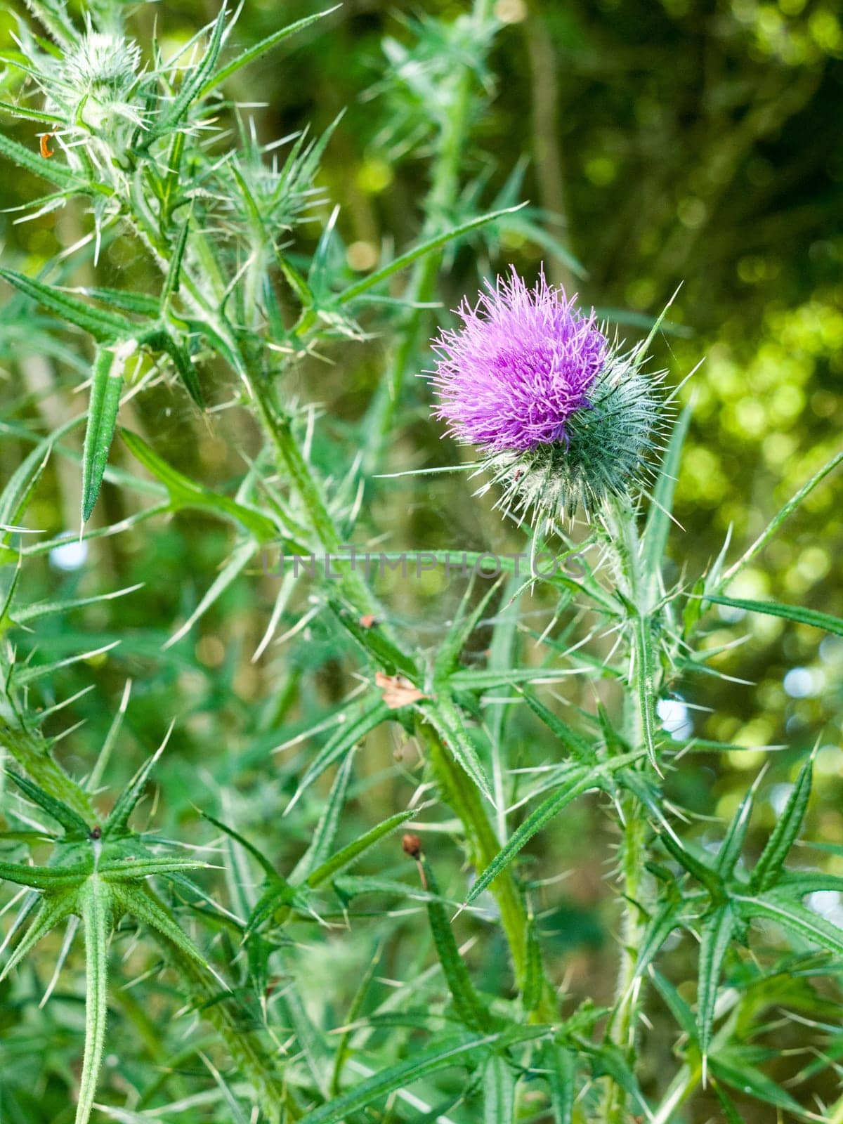 pink thistle isolated outside on plant in summer light essex england uk