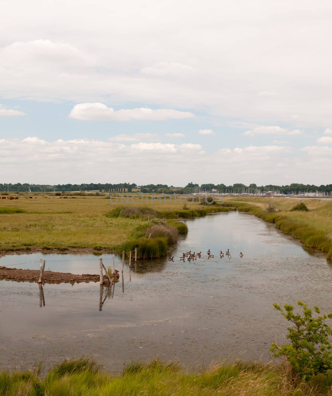 a group of birds goose canadian and bean resting in a paddock on a river english countryside