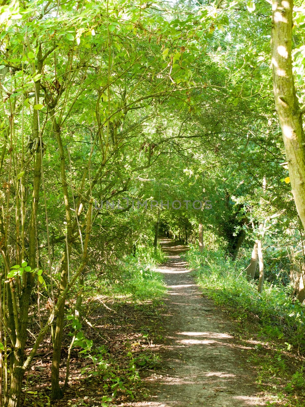green walkway path through a forest in summer day wivenhoe essex england uk
