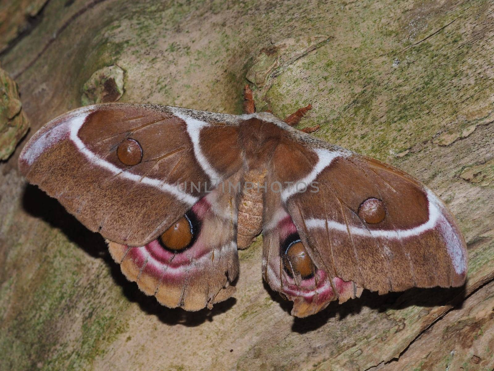 Madagascar Emperor Spinner - Silk Moth