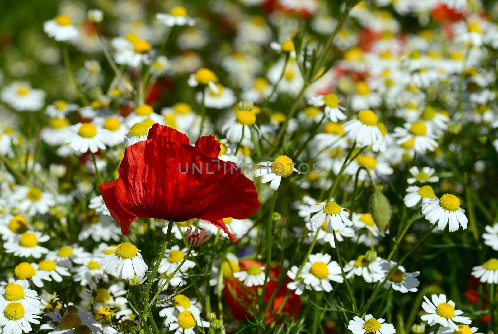 Poppy and chamomile