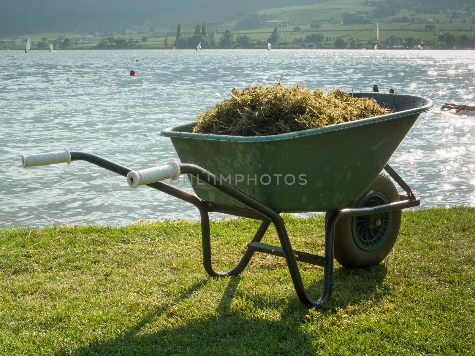 Wheelbarrow filled with large mermaid herb on the shores of Lake Caldaro.