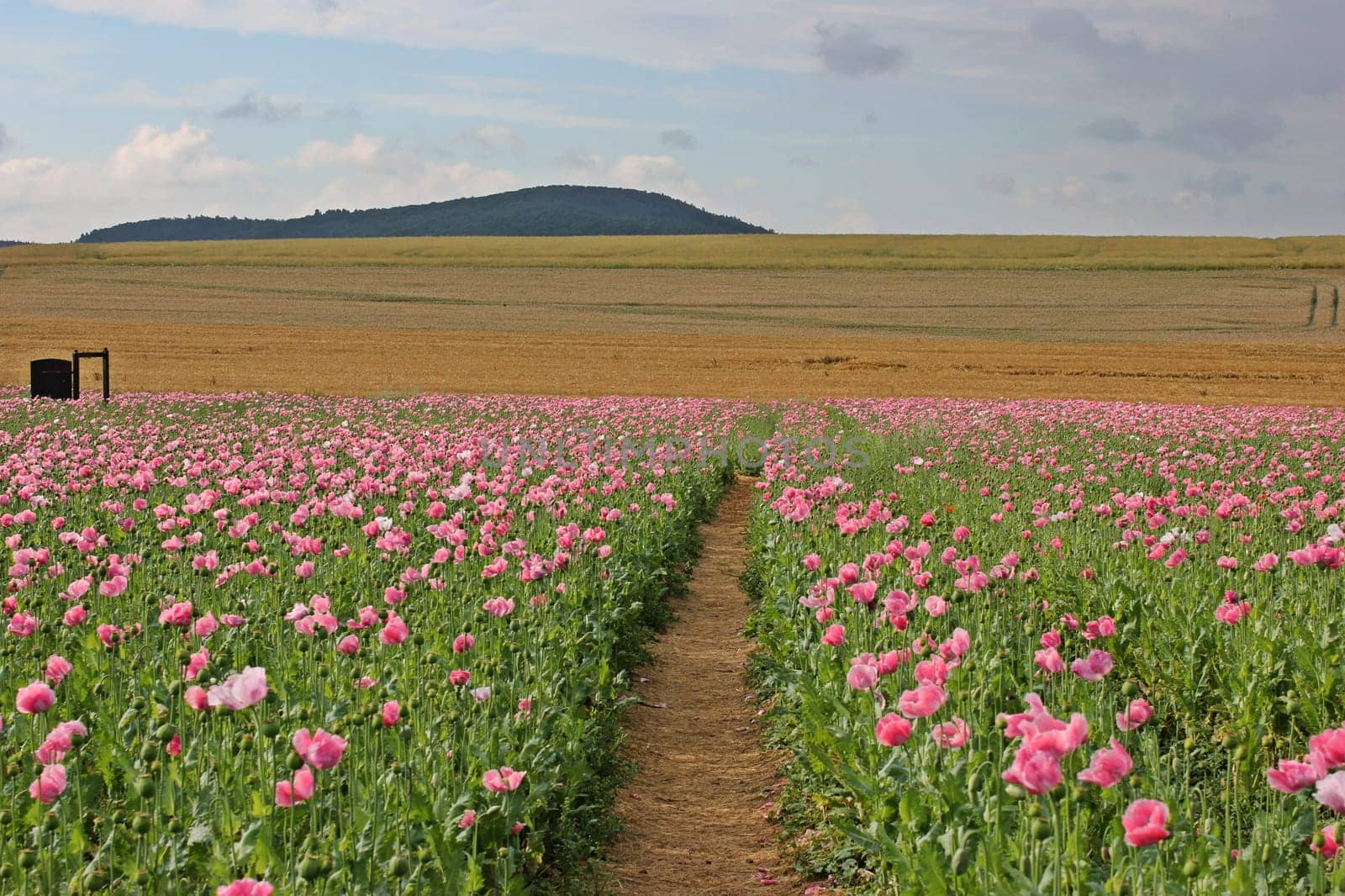 Door and path in the opium poppy field on the Meissner