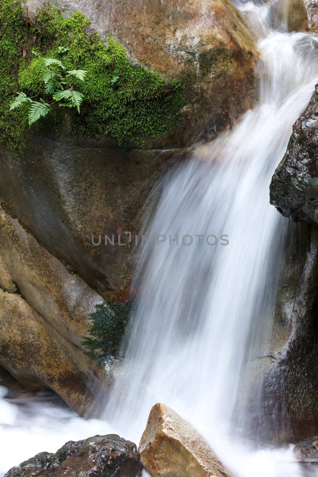 An image of moss growing on a rock next to a local waterfall in the Santa Cruz mountain in California.