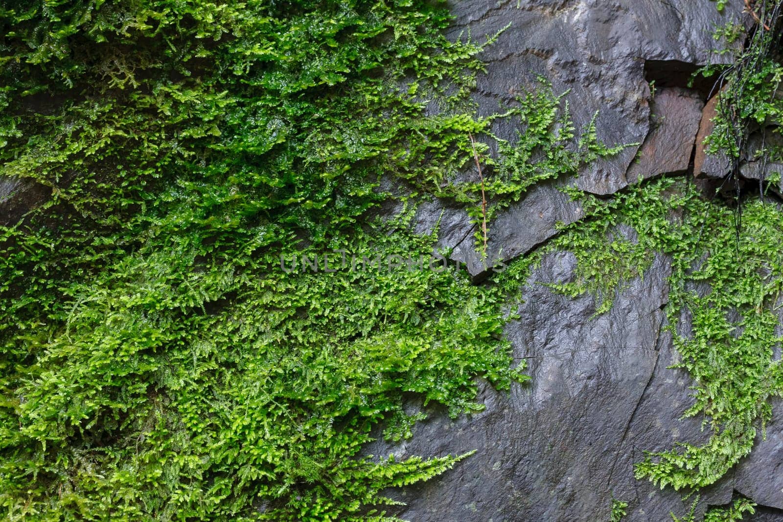 An image of moss growing on a rock near a local waterfall in the Santa Cruz mountain in California.